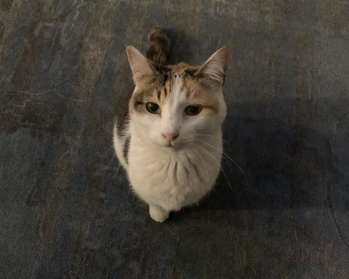 Buttercup